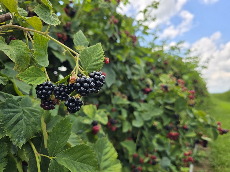 blackberries